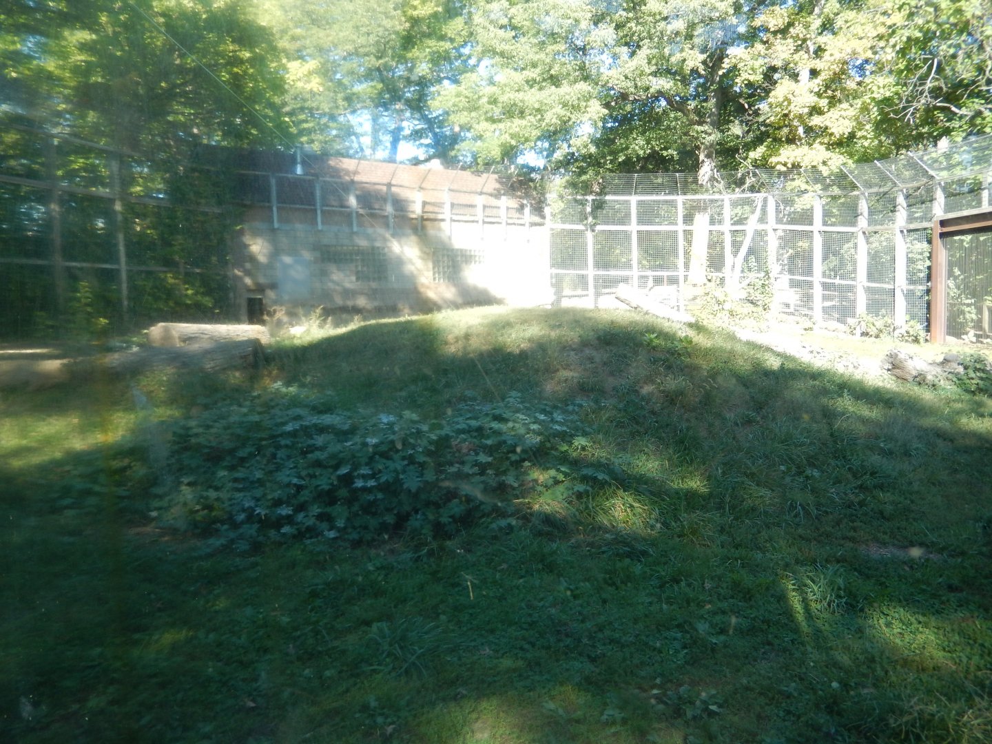 9/29/2017 - Amur Tiger Habitat