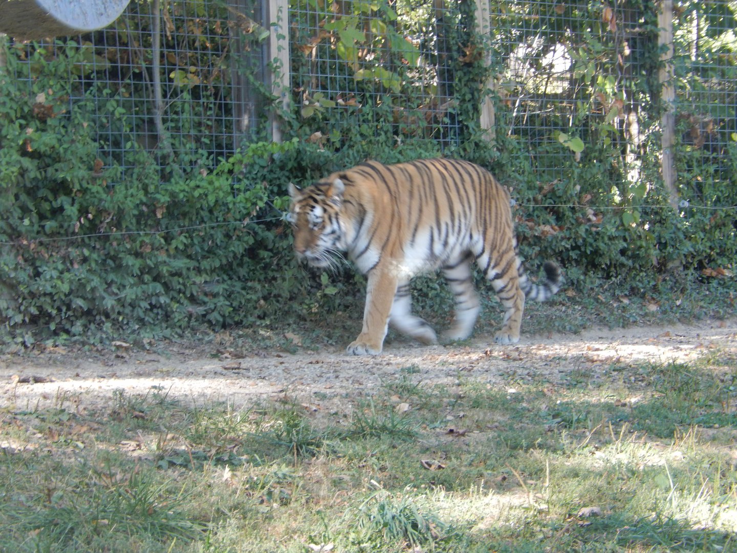 9/29/2017 - Amur Tiger