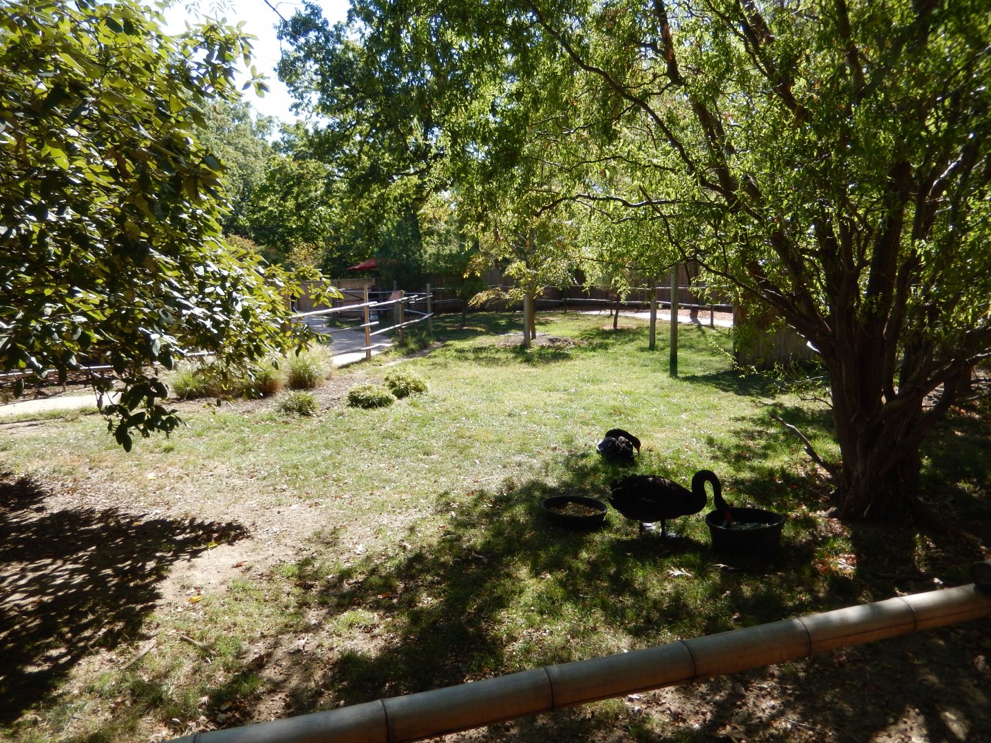 9/29/2017 - Australia Walk-About Habitat