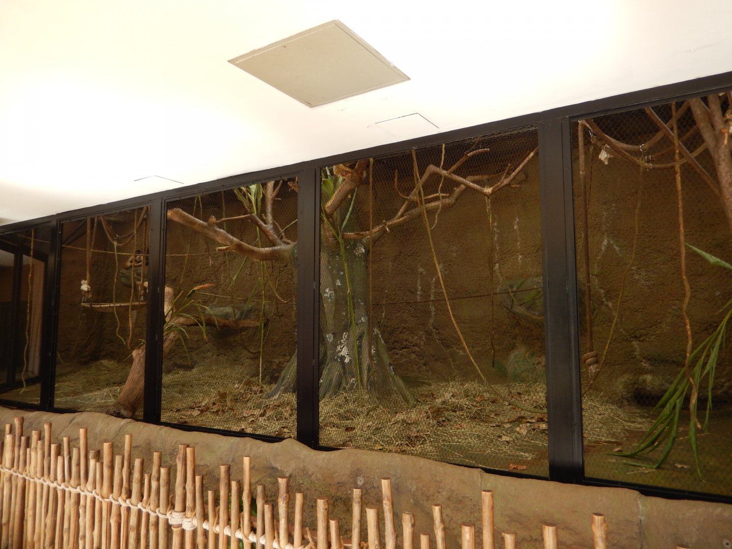 9/29/2017 - Black-Handed Spider Monkey Exhibit