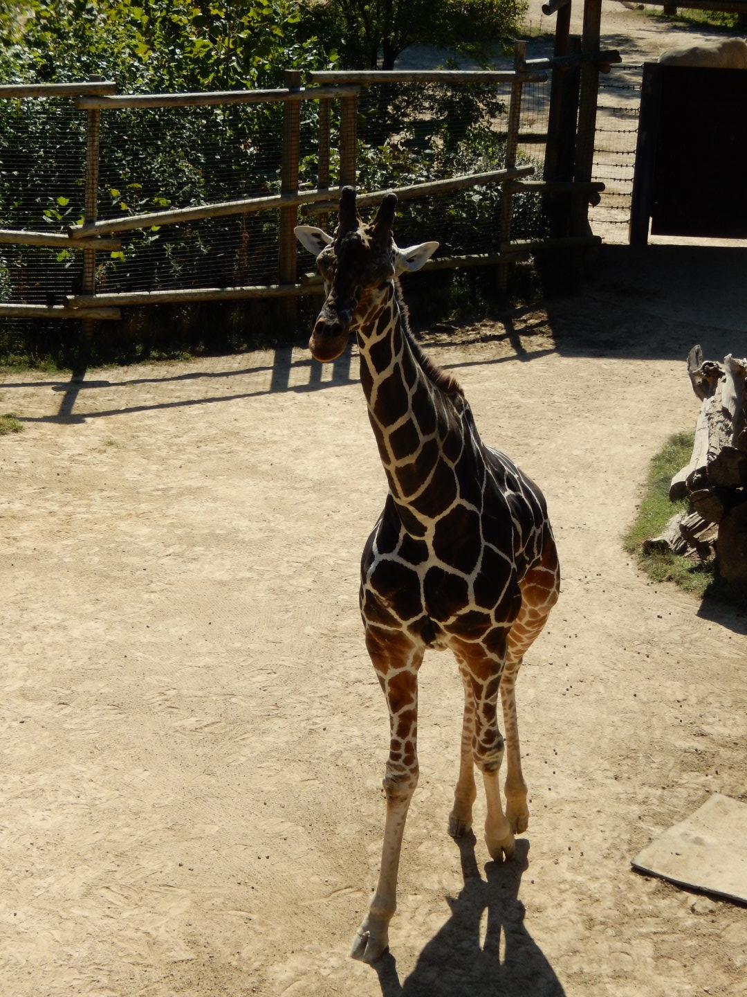 9/29/2017 - Bull Giraffe