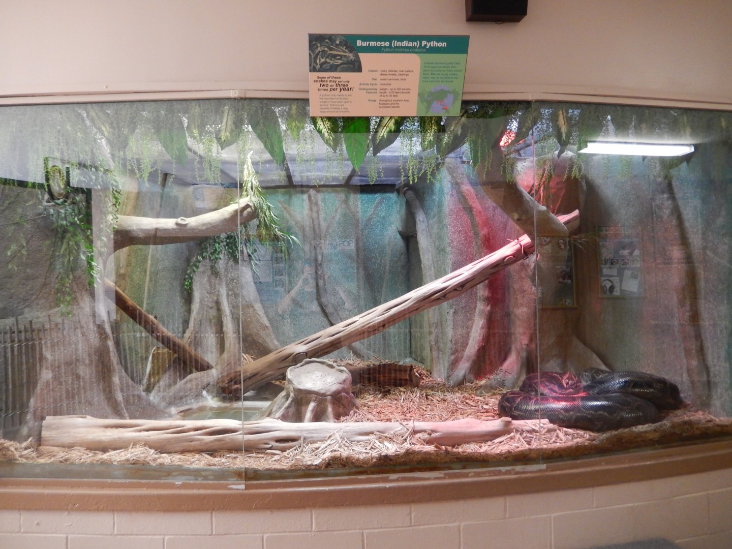 9/29/2017 - Burmese Python Terrarium