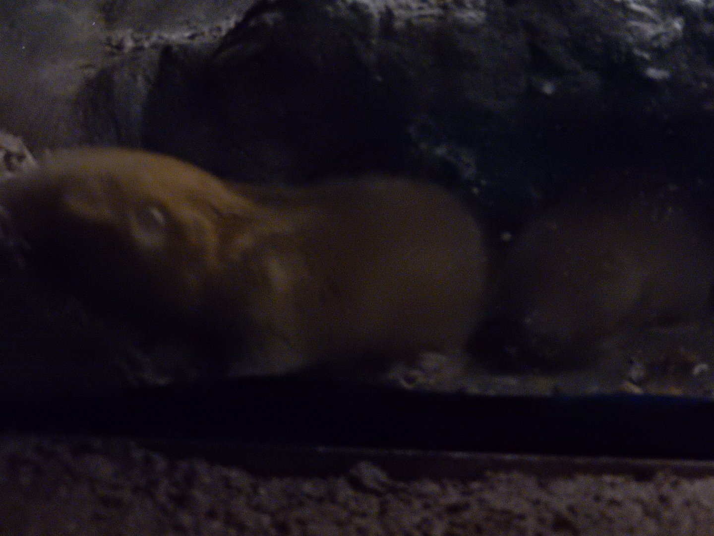 9/29/2017 - Giant Zambian Mole Rats