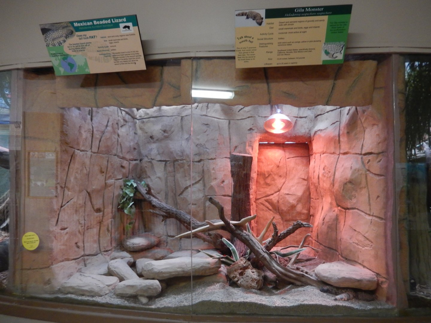 9/29/2017 - Gila Monster & Mexican Beaded Lizard Terrarium