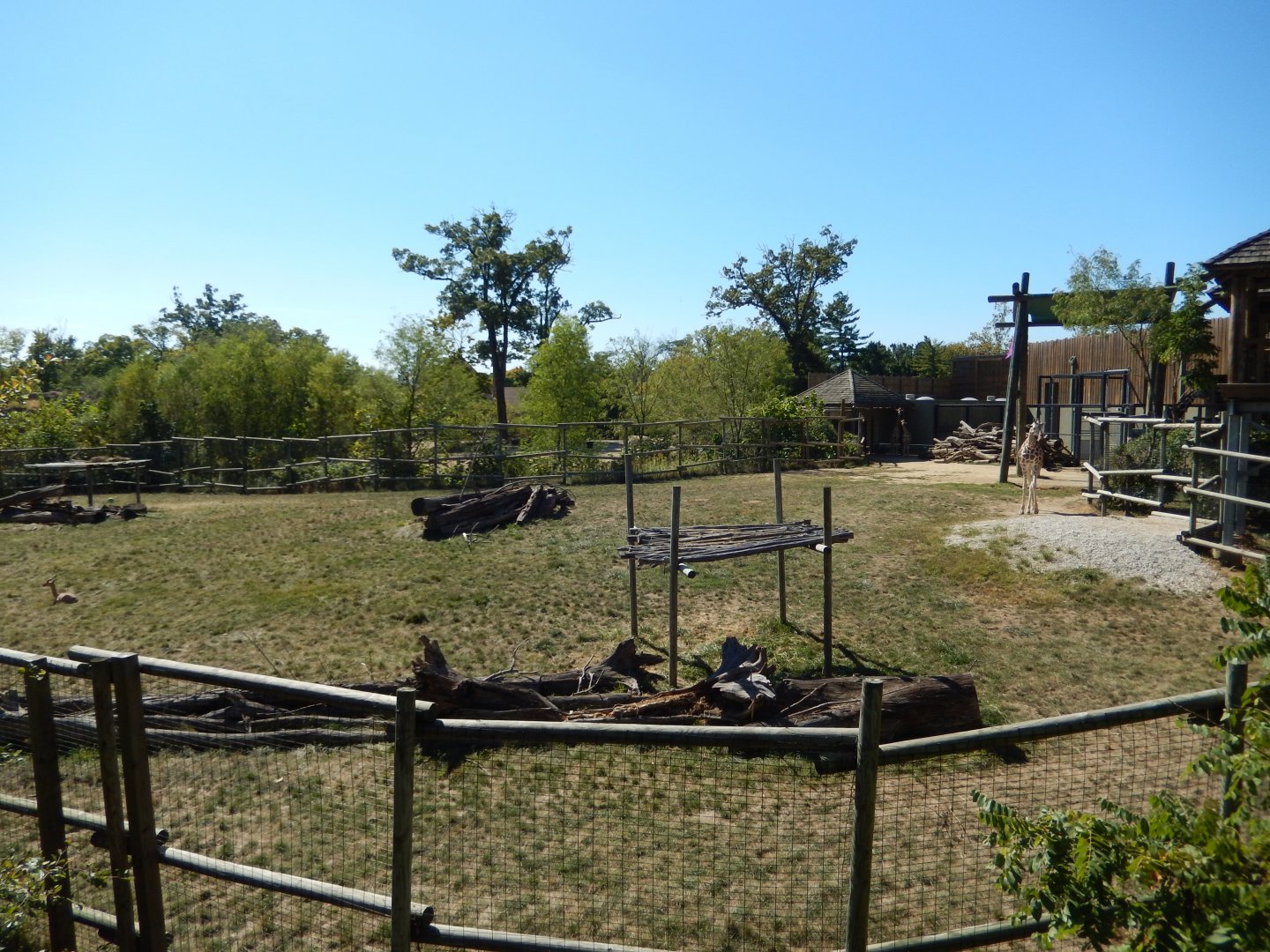 9/29/2017 - Giraffe, Gerenuk, and Thomson's Gazelle Habitat