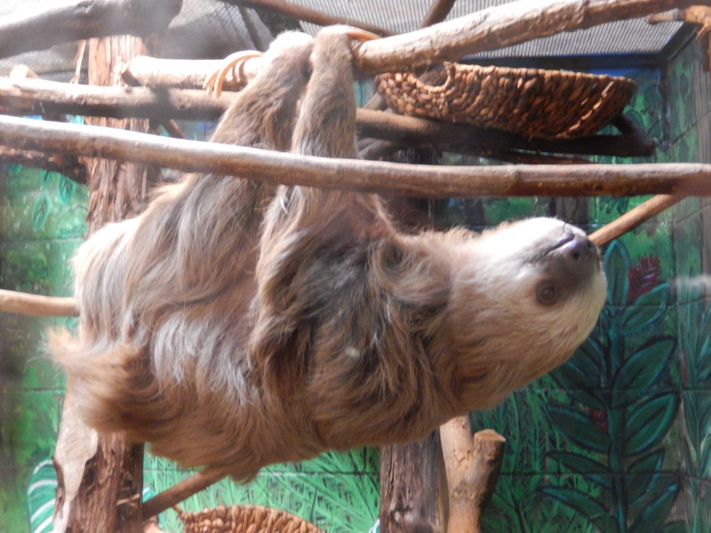 9/29/2017 - Hoffman's Two-Toed Sloth