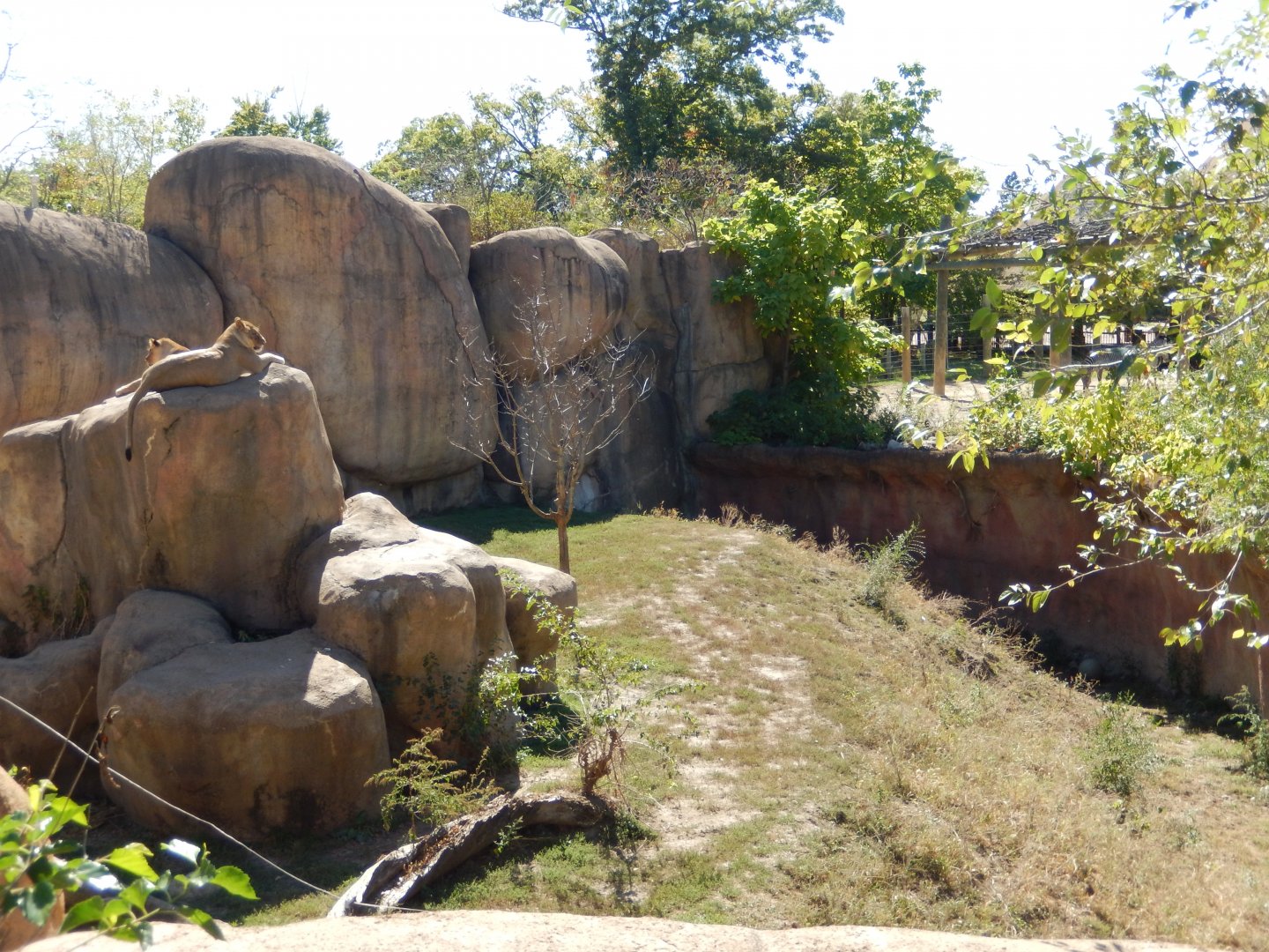 9/29/2017 - Lion Habitat