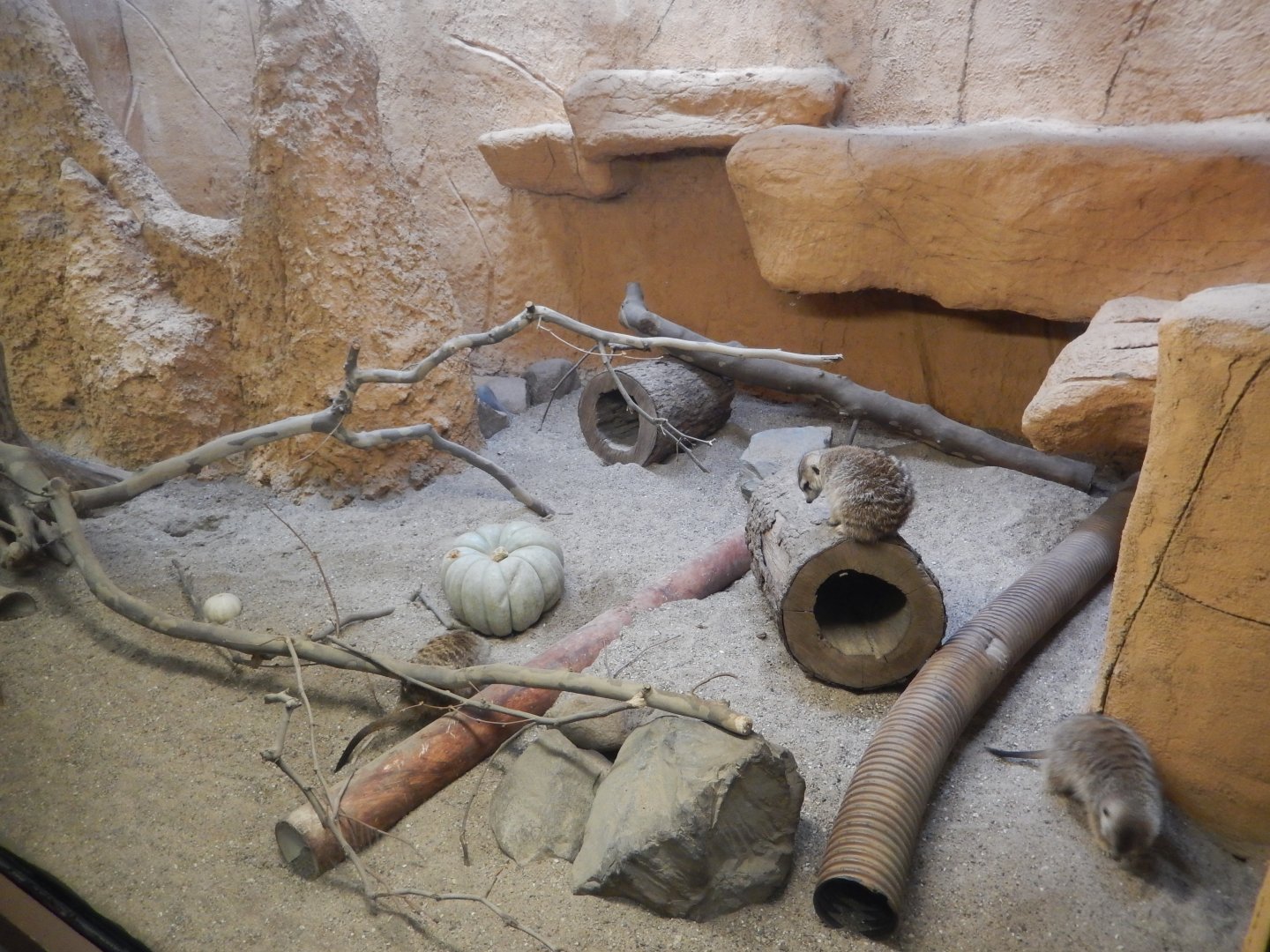 9/29/2017 - Meerkat Exhibit