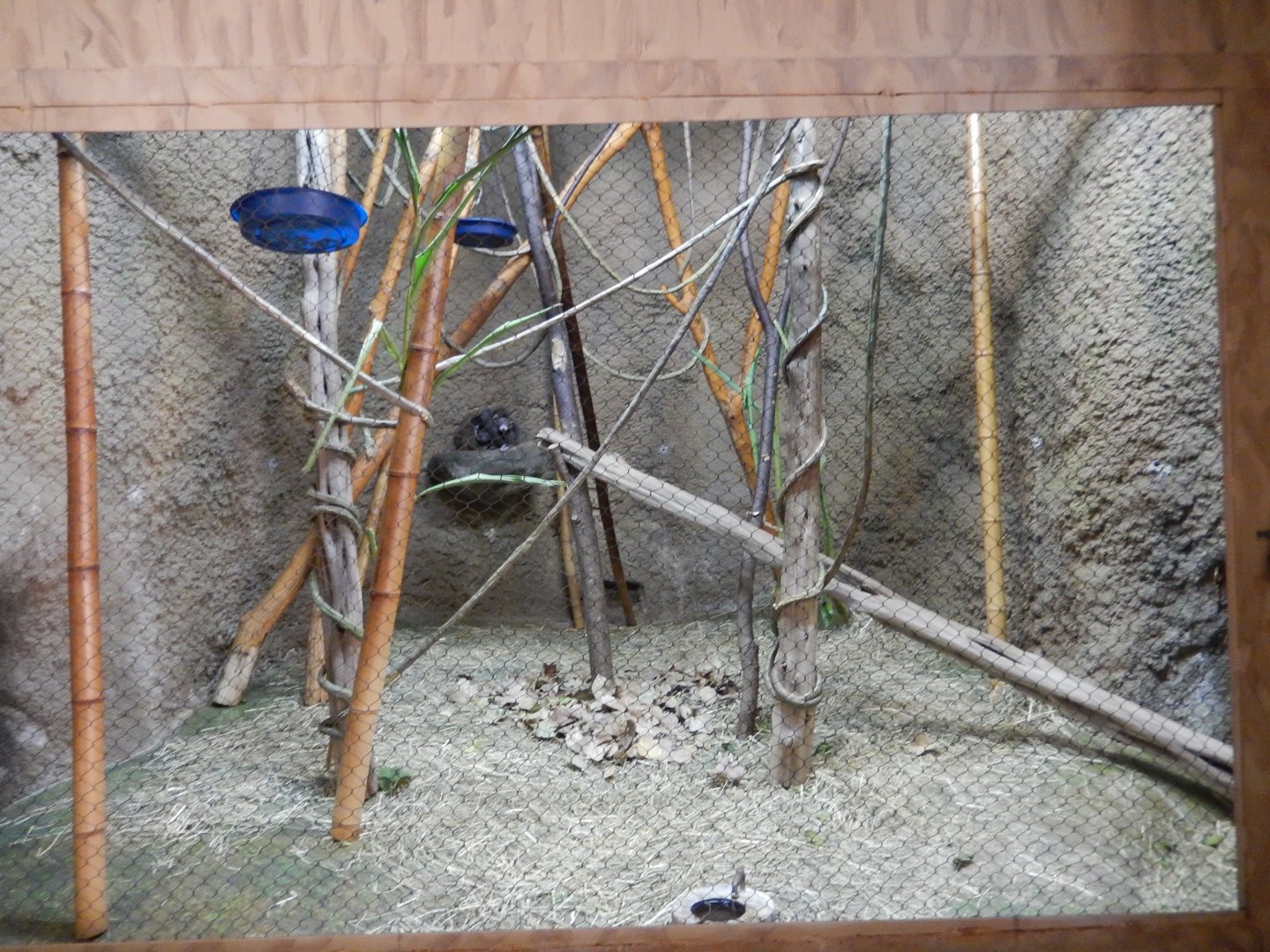 9/29/2017 - Mongoose Lemur Exhibit