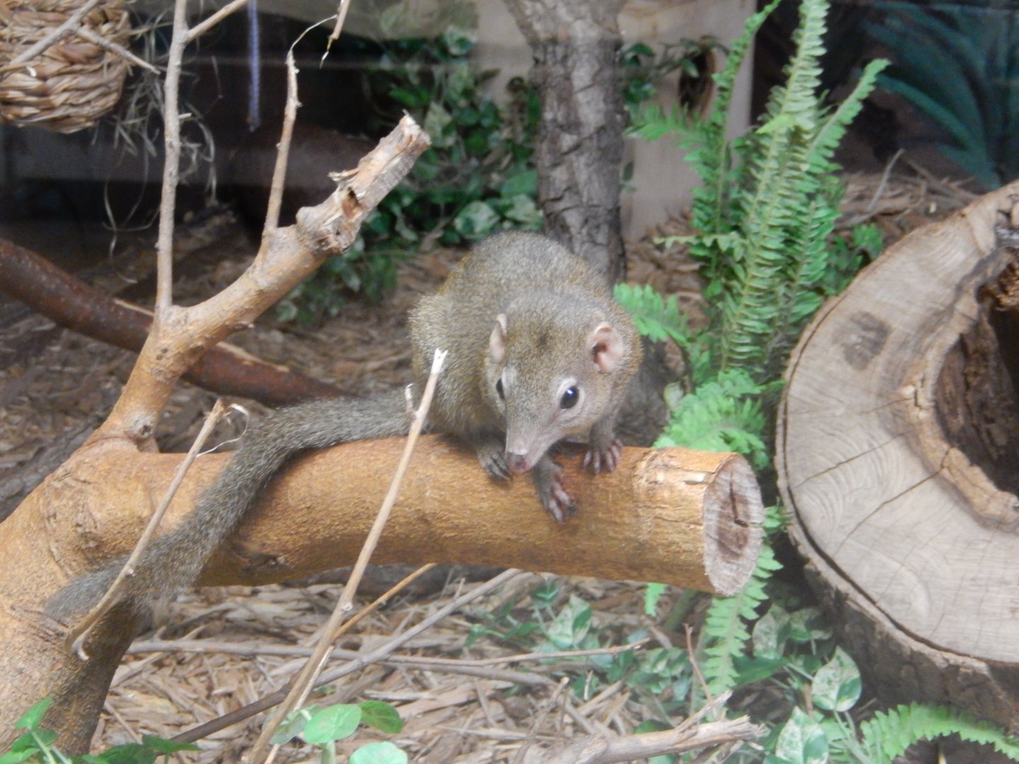 9/29/2017 - Northern Tree Shrew