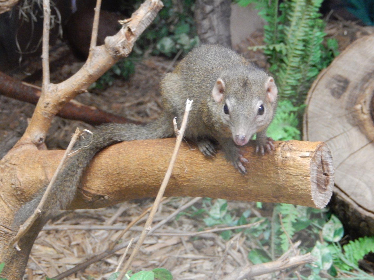 9/29/2017 - Northern Tree Shrew
