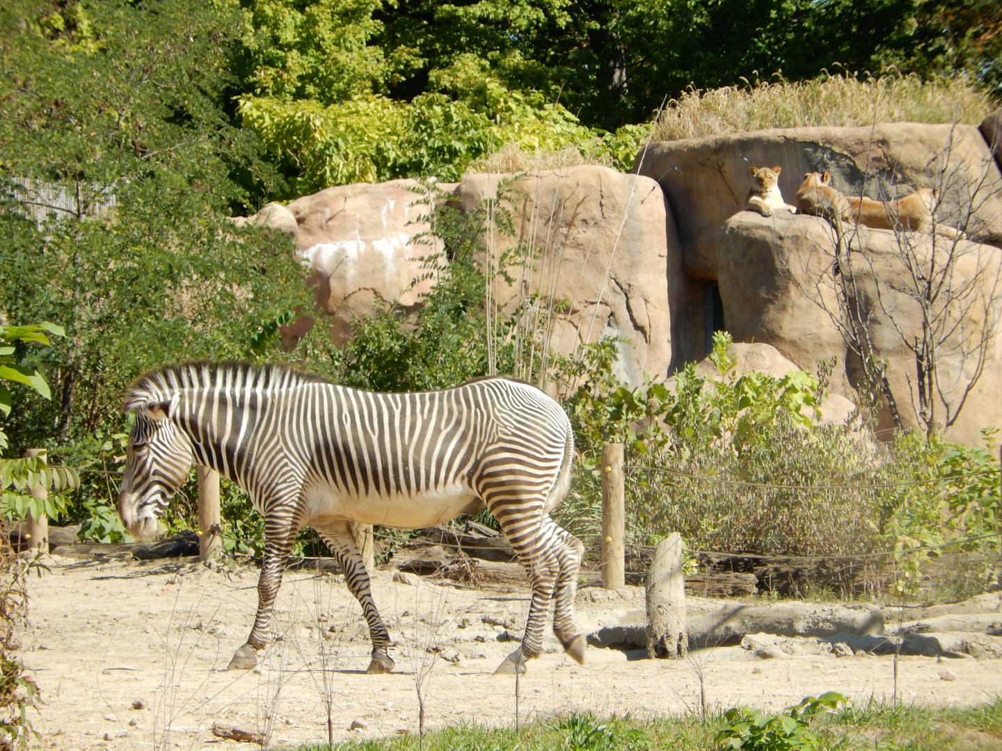 9/29/2017 - Predator and Prey