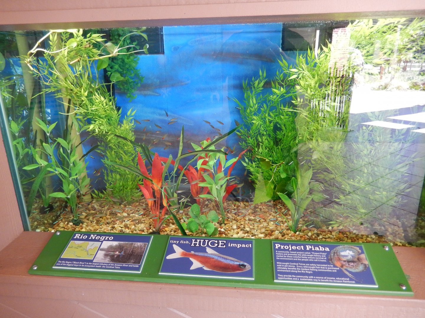 9/29/2017 - Rainbow Tetra Tank