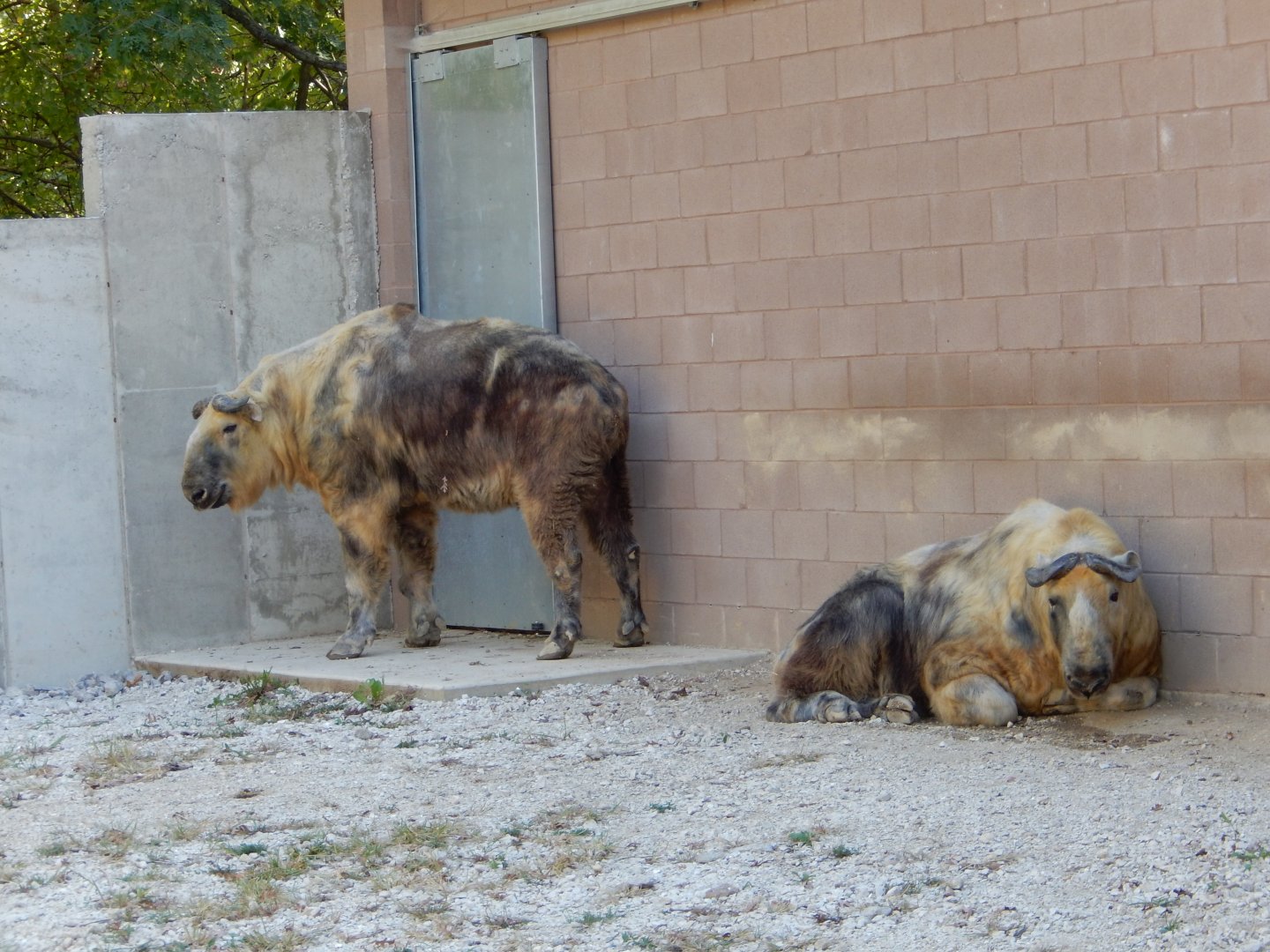 9/29/2017 - Sichuan Takins