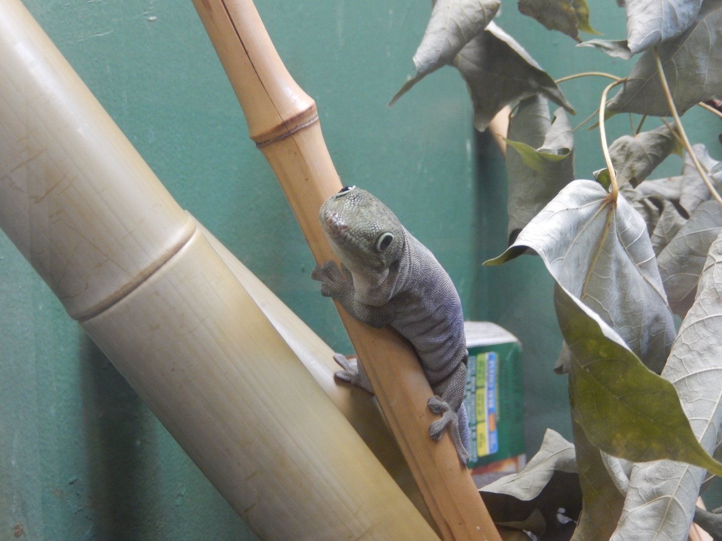 9/29/2017 - Standings Day Gecko