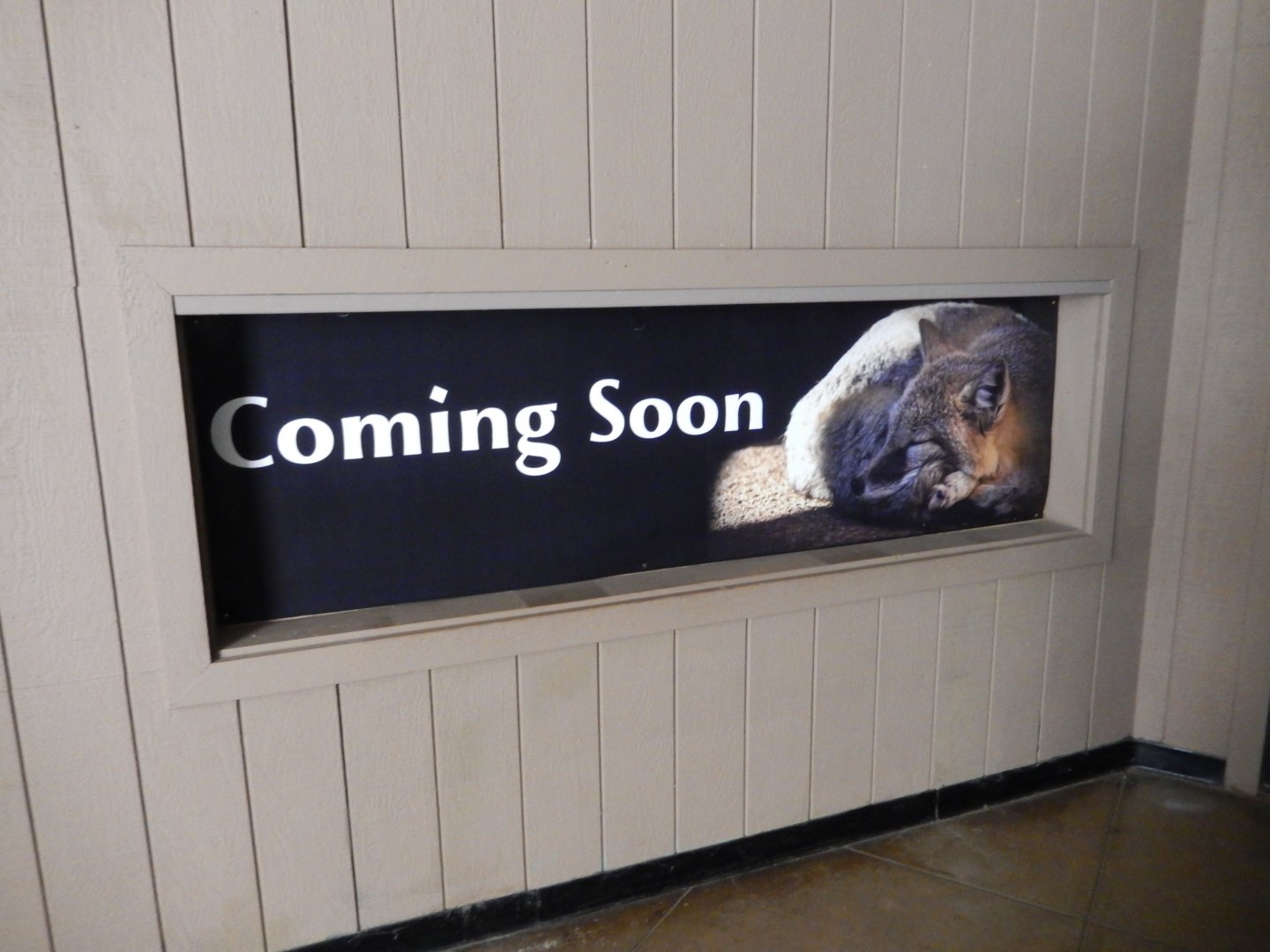 9/29/2017 - Swift Fox Exhibit Extension Coming?