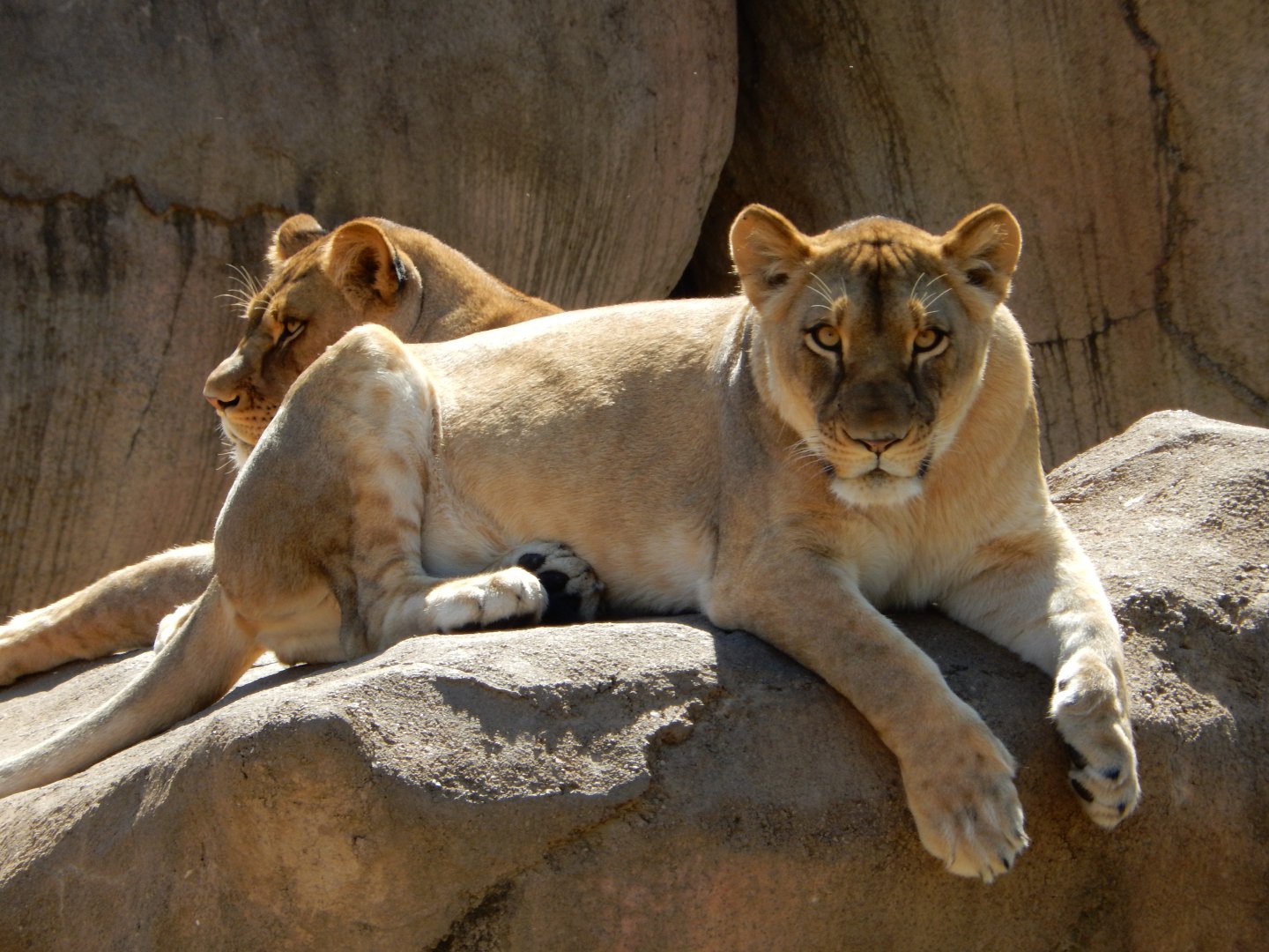 9/29/2017 - Uh-Oh, I'm Lion Lunch!