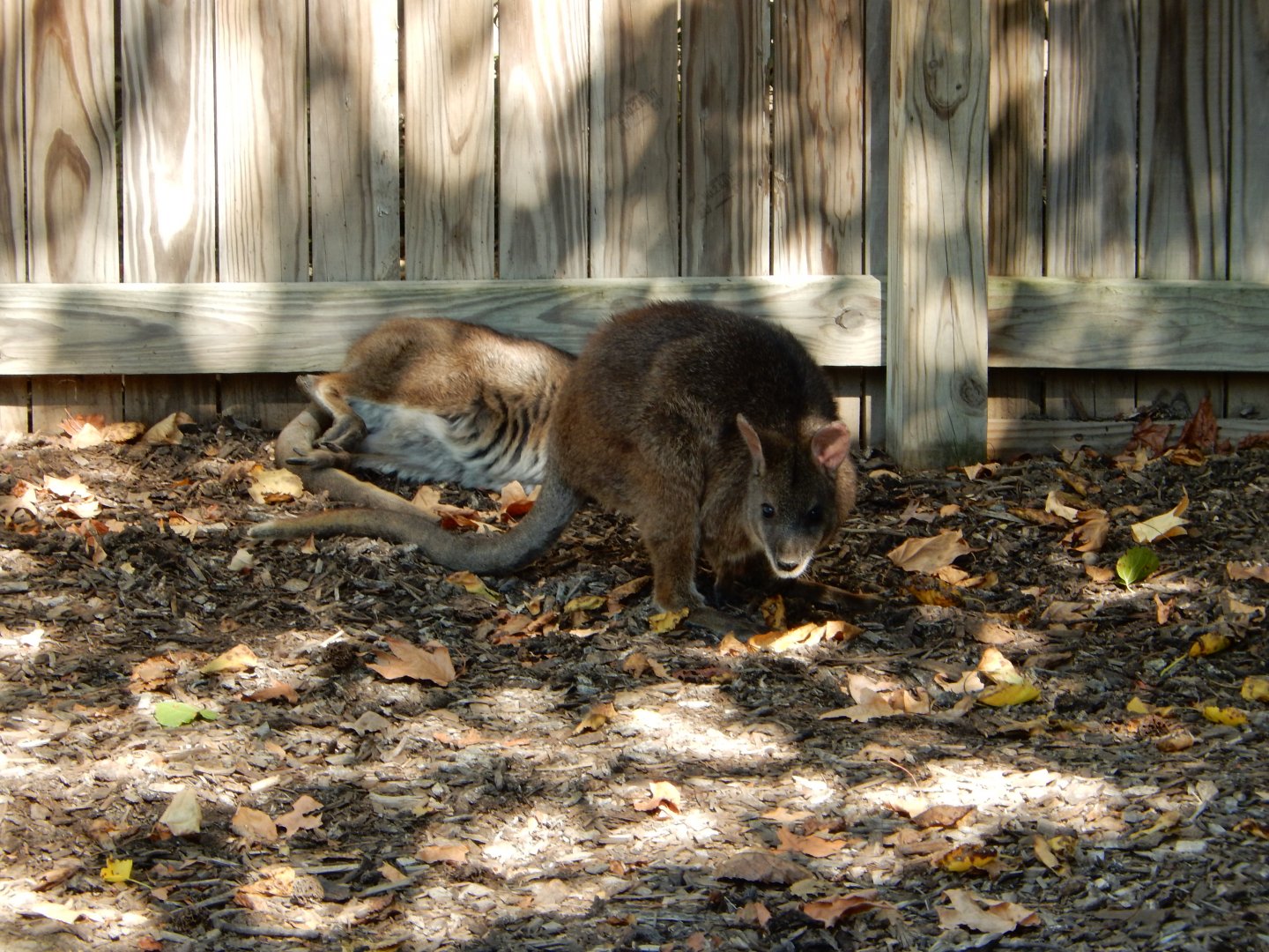 9/29/2017 - Wallabies