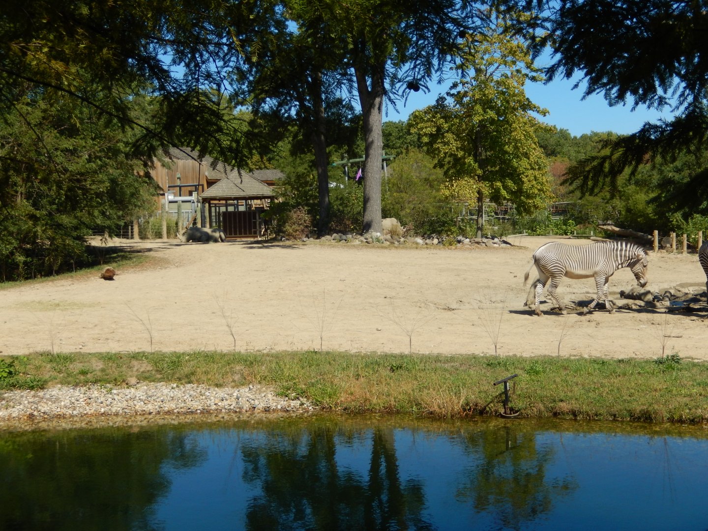 9/29/2017 - White Rhino & Grevy's Zebra Habitat