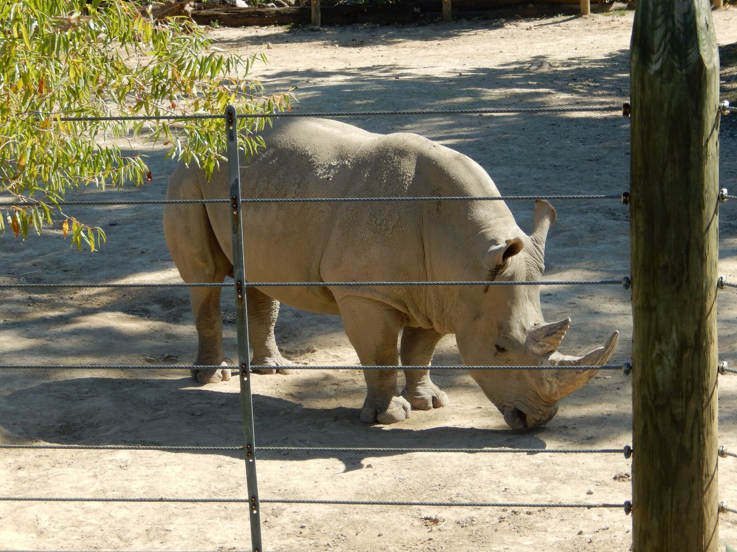 9/29/2017 - White Rhino