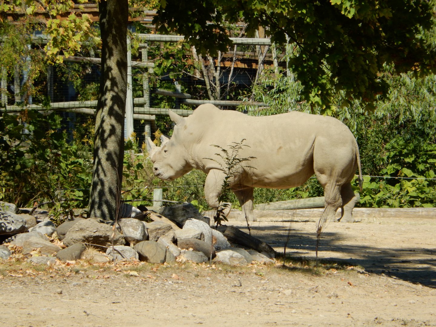 9/29/2017 - White Rhino