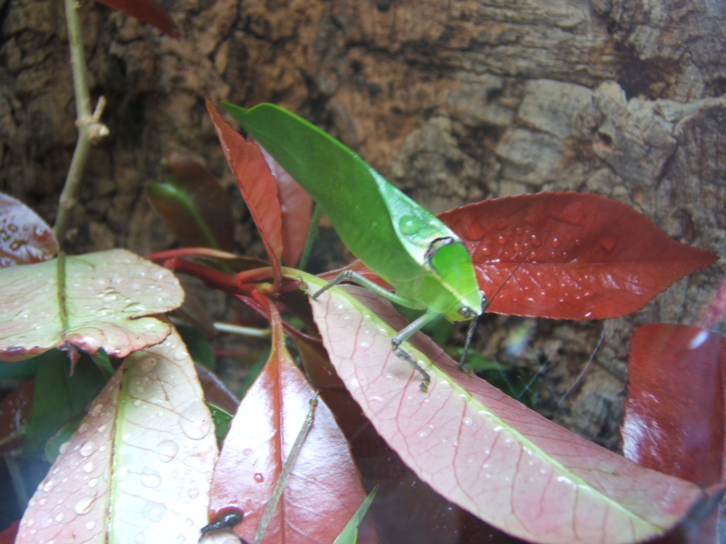 9/4/2017 Giant Katydid (Stilpnochlora couloniana)