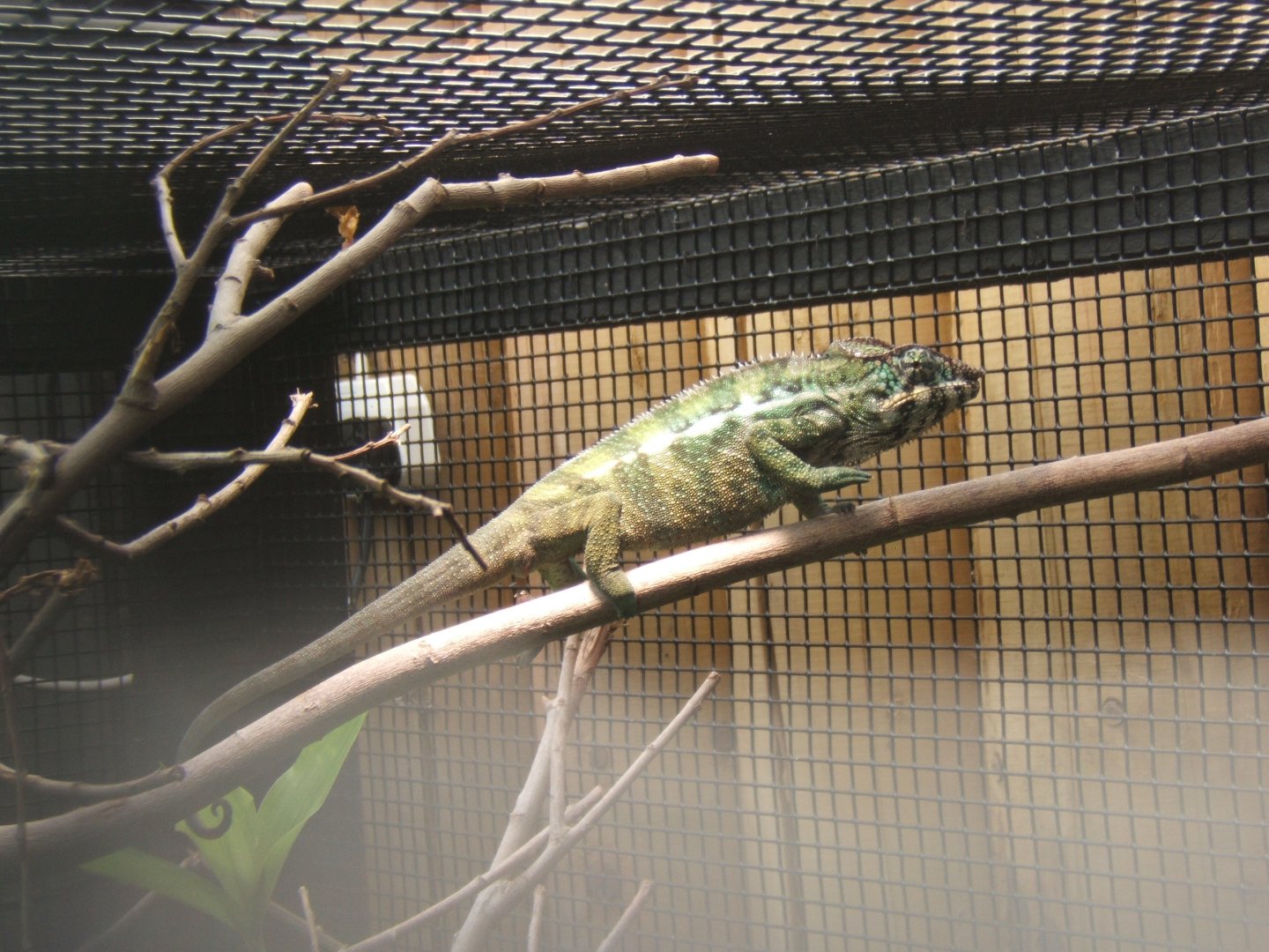 9/4/2017 Panther Chameleon