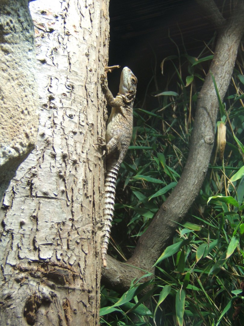 9/4/2017 Spiny-tailed Iguana