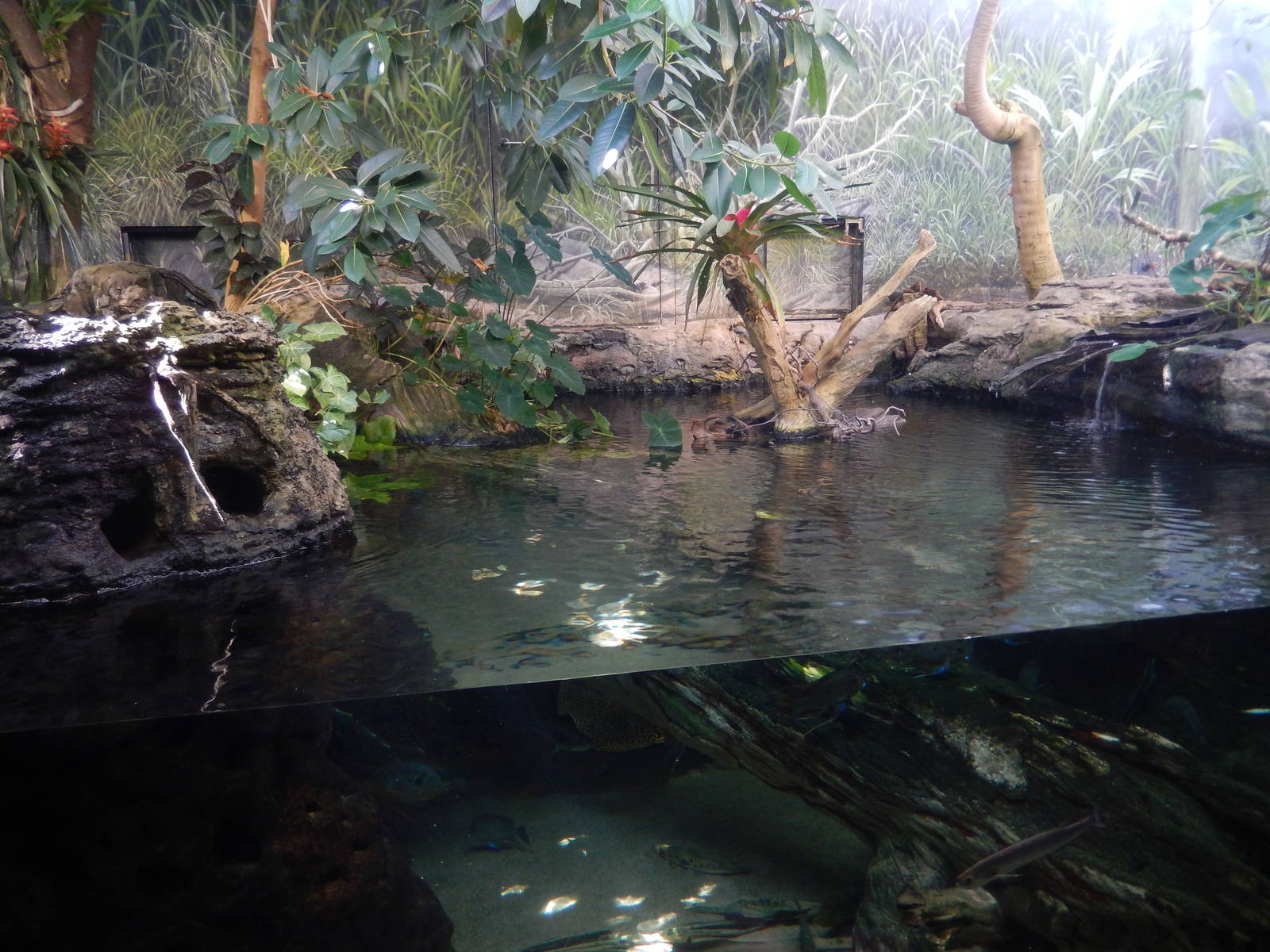 9/6/2015 - Amazon Rising