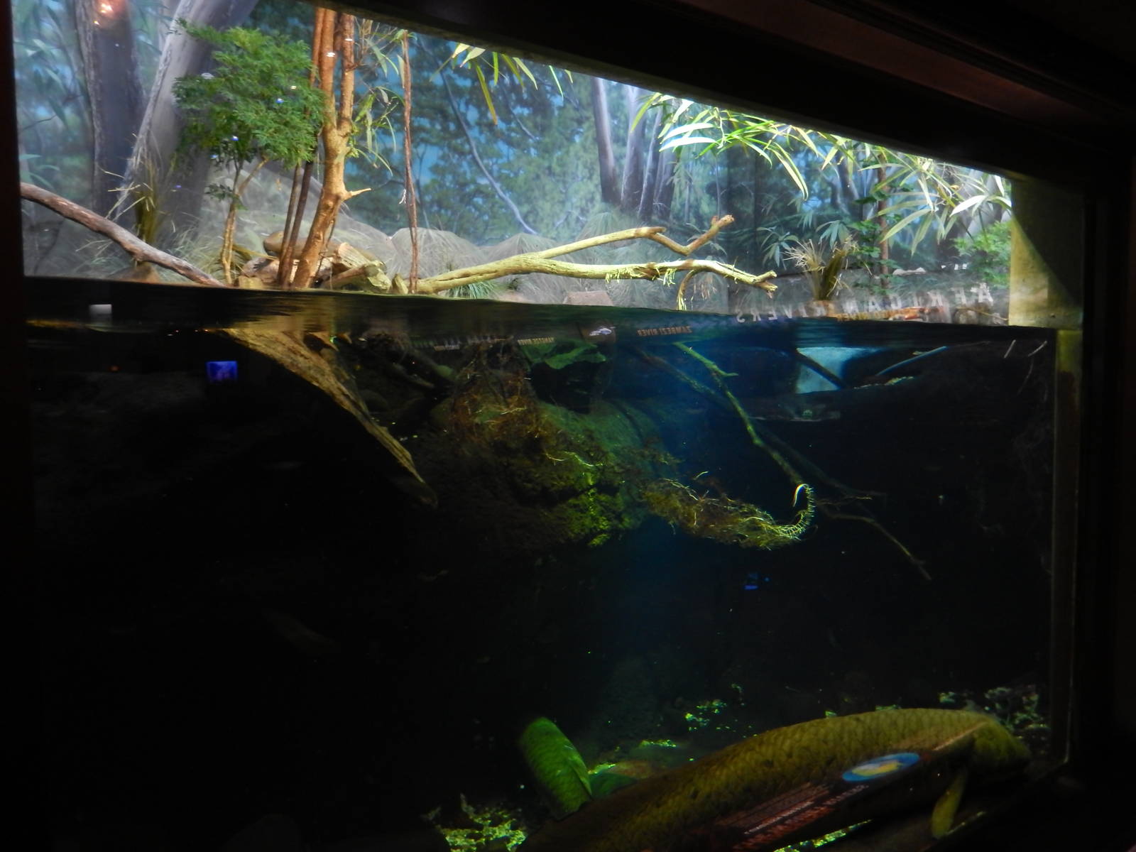 9/6/2015 - Australian Lungfish Tank