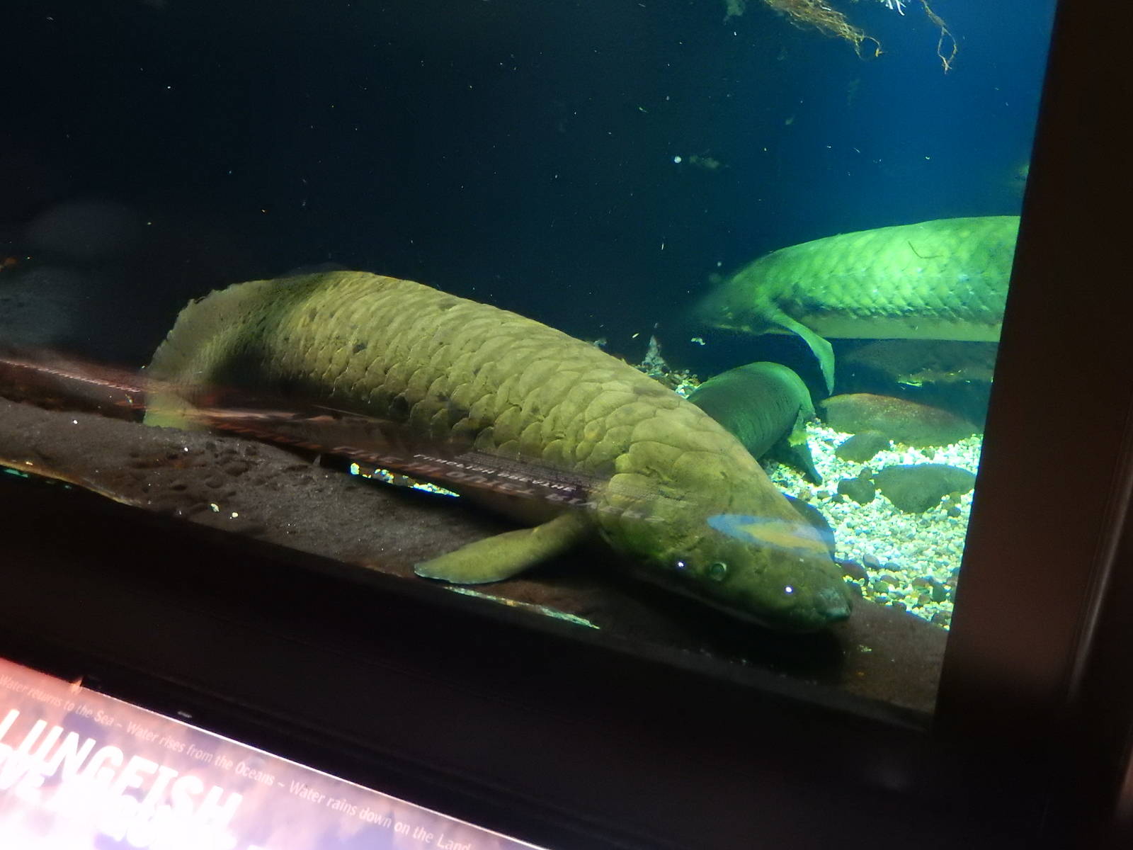 9/6/2015 - Australian Lungfish
