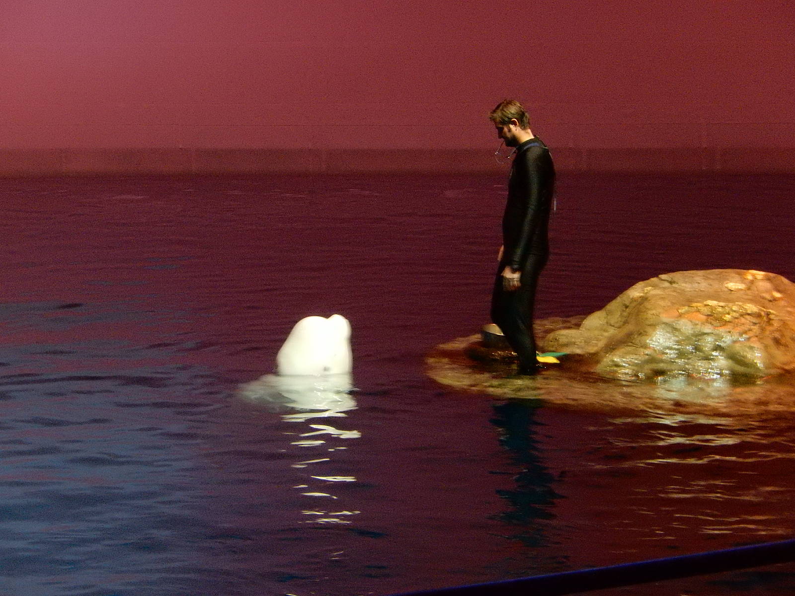 9/6/2015 - Beluga and Trainer