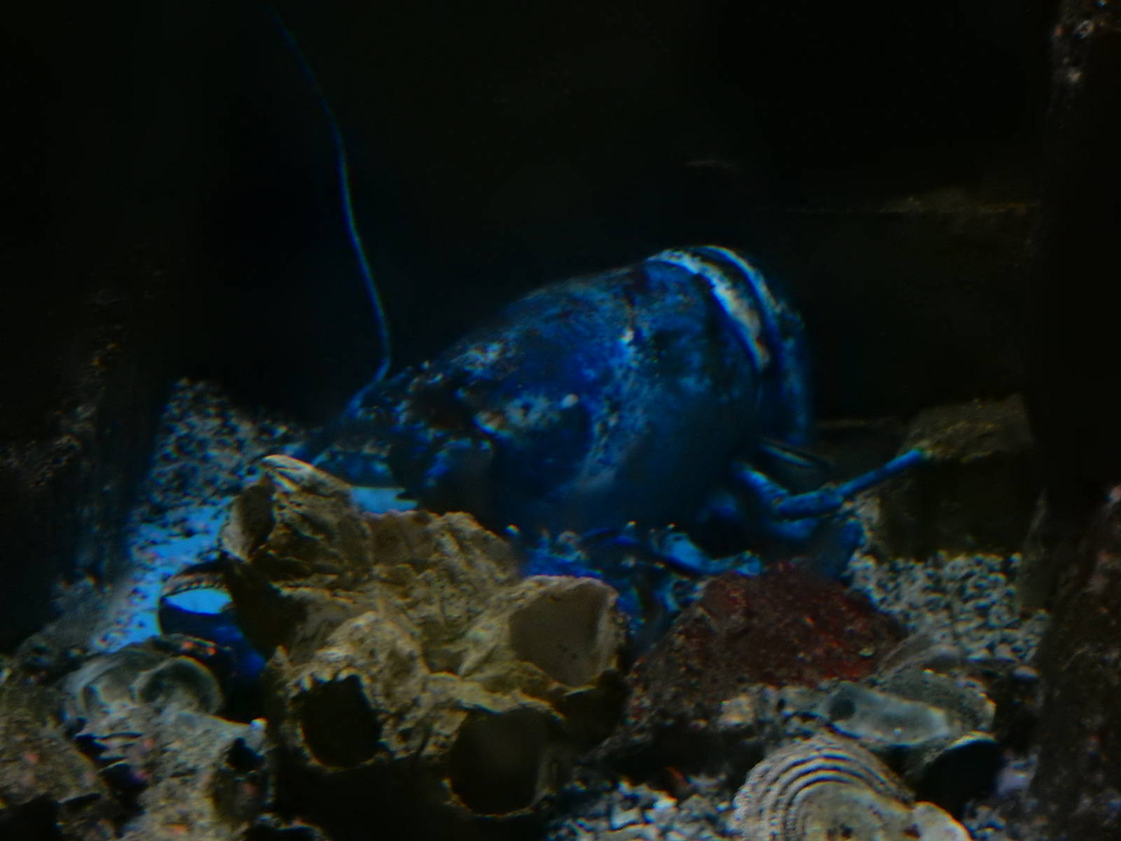 9/6/2015 - Blue Lobster
