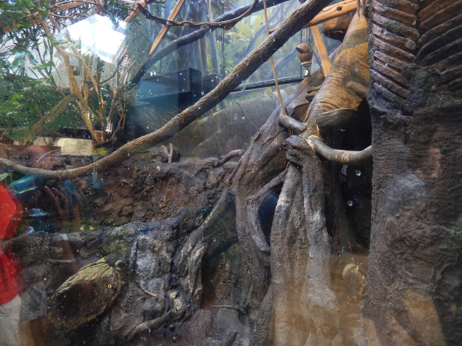 9/6/2015 - Bolivian Gray Titi Monkey Exhibit