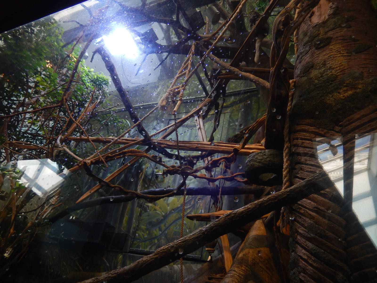 9/6/2015 - Bolivian Gray Titi Monkey Exhibit