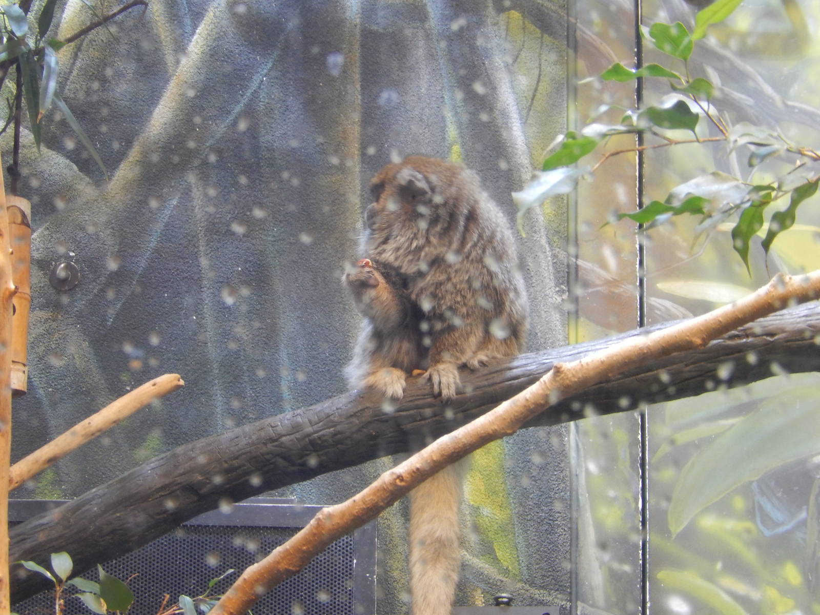 9/6/2015 - Bolivian Gray Titi Monkey