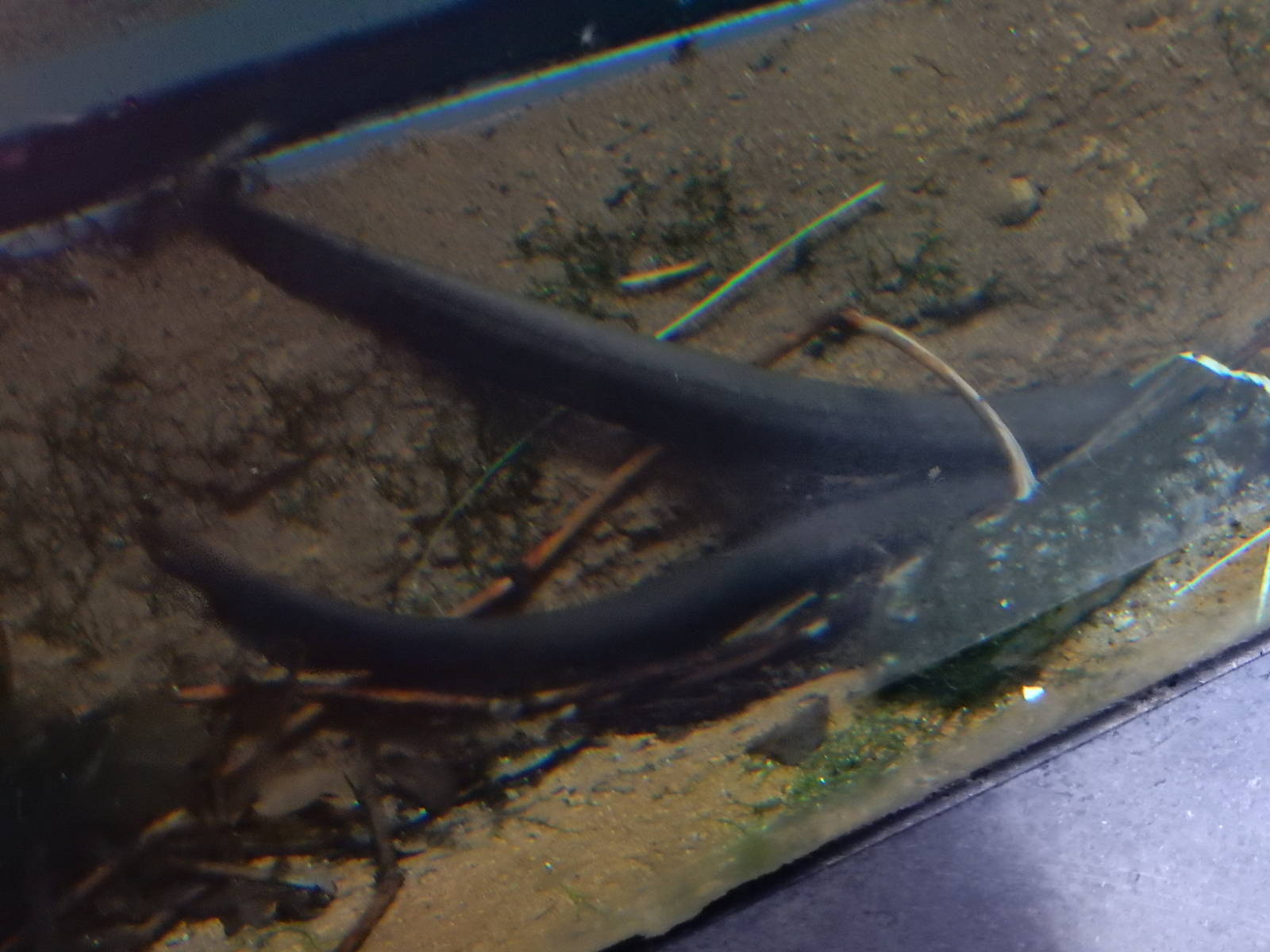 9/6/2015 - Electric Eels