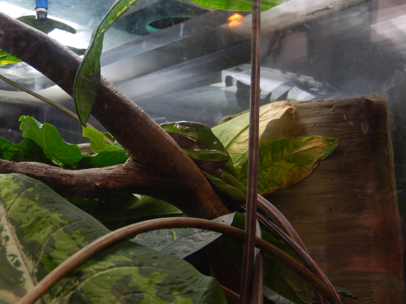 9/6/2015 - Frog (Species Help Please?)