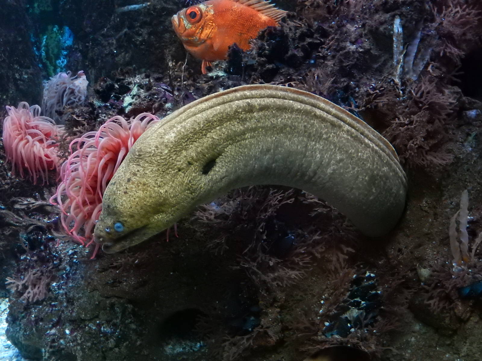 9/6/2015 - Green Moray Eel