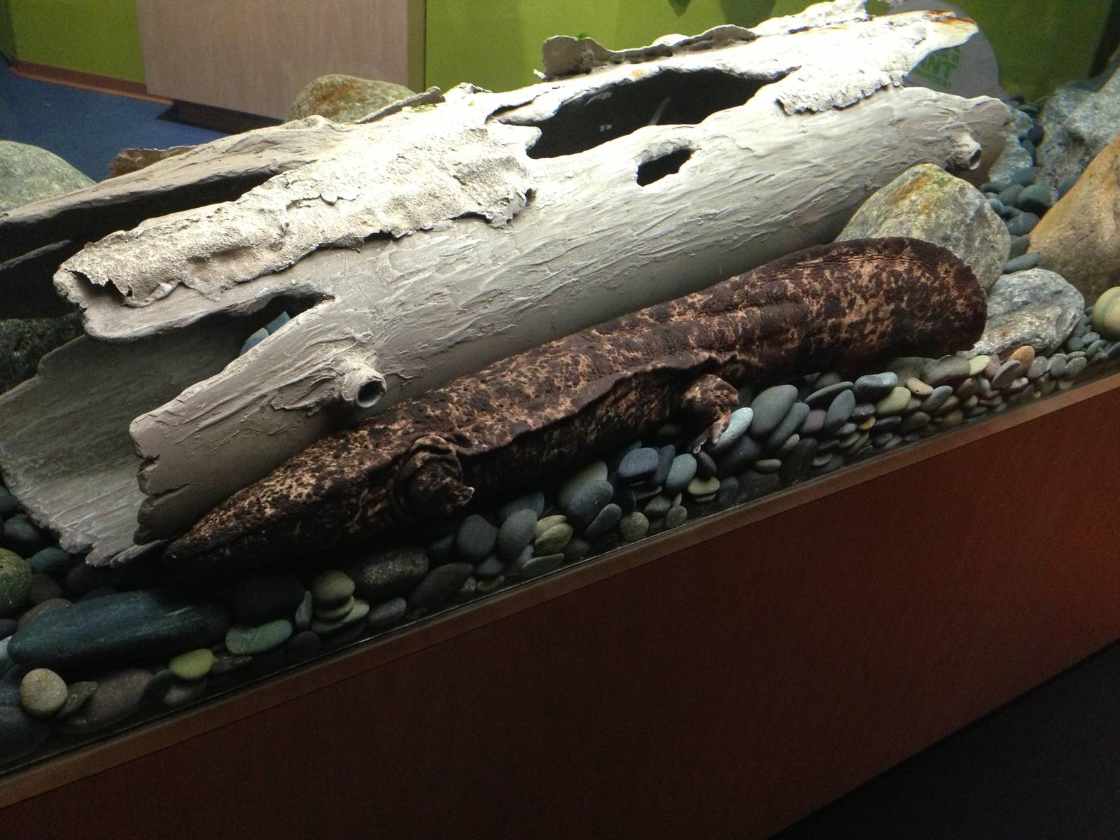 9/6/2015 - Japanese Giant Salamander
