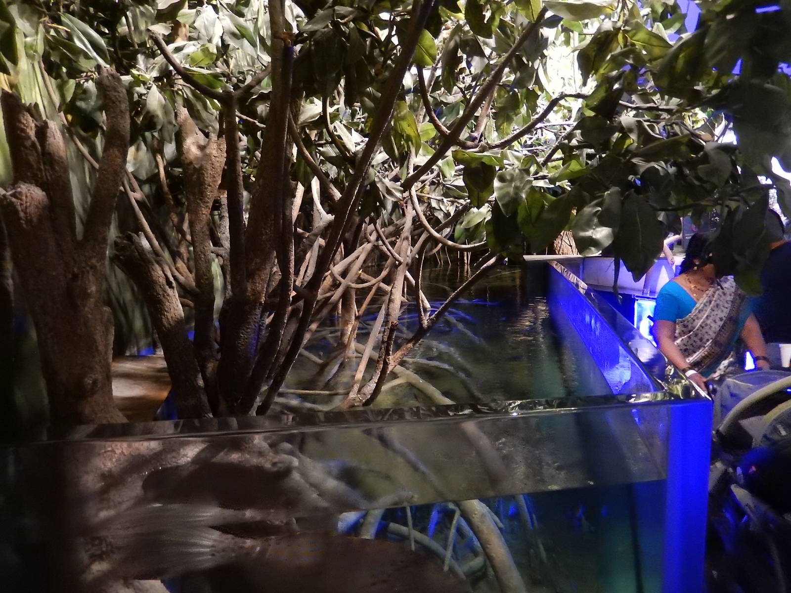 9/6/2015 - Mangrove Exhibit