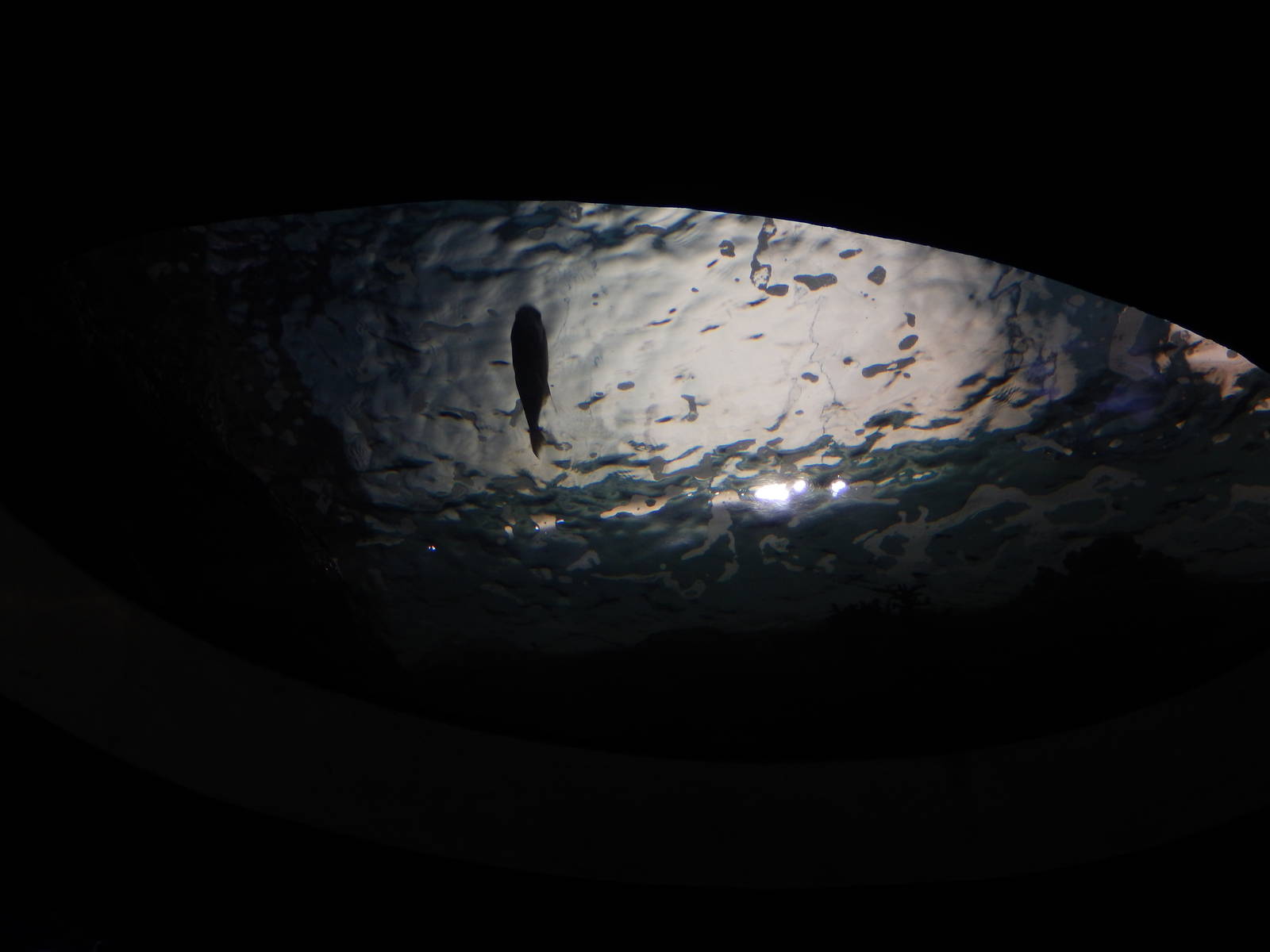 9/6/2015 - Reef Exhibit (Overhead View)