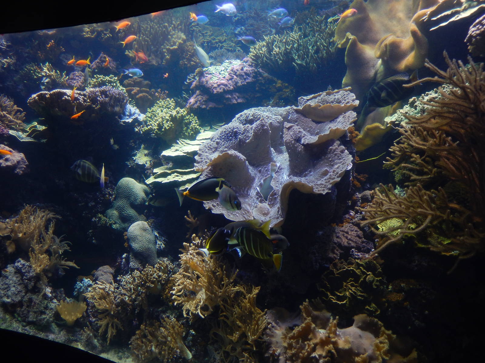 9/6/2015 - Reef Exhibit