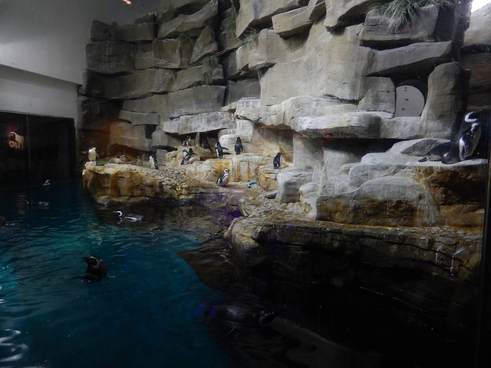 9/6/2015 - Rockhopper and Magellanic Penguin Exhibit