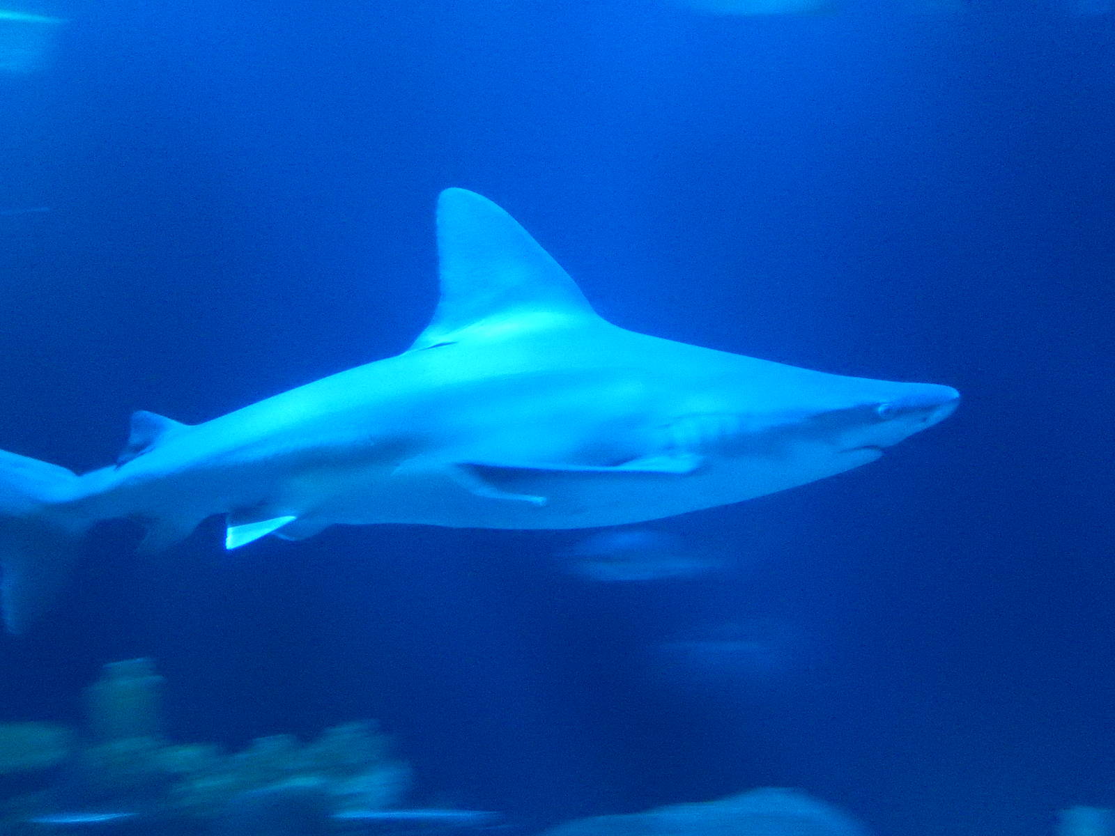 9/6/2015 - Sandbar Shark