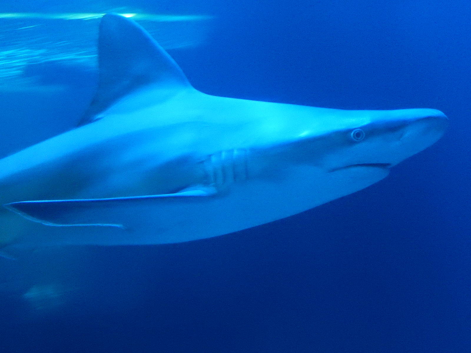 9/6/2015 - Sandbar Shark