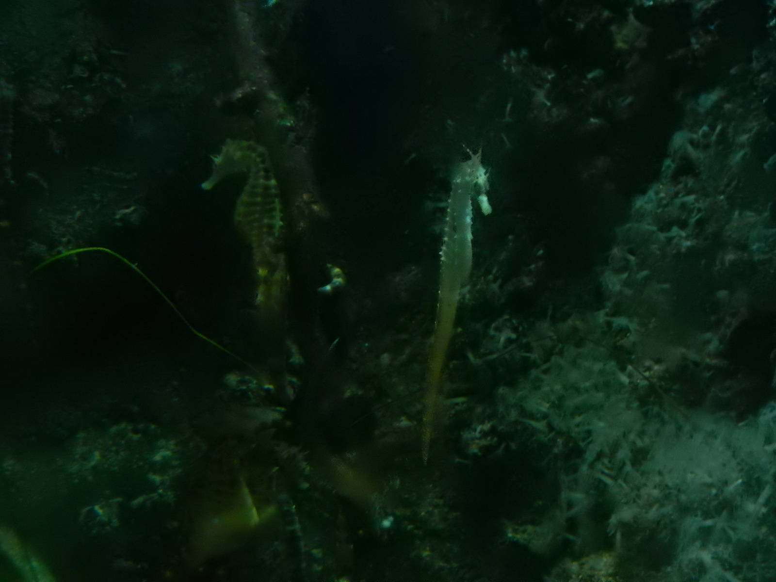 9/6/2015 - Sea Horses