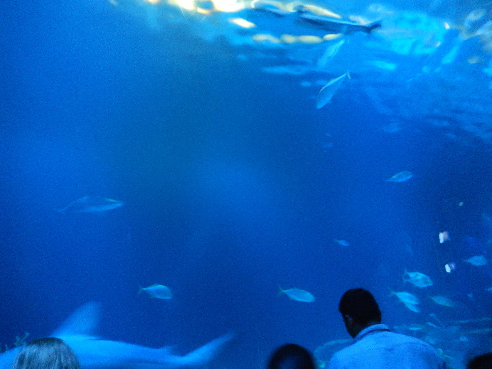 9/6/2015 - Shark Reef Tank