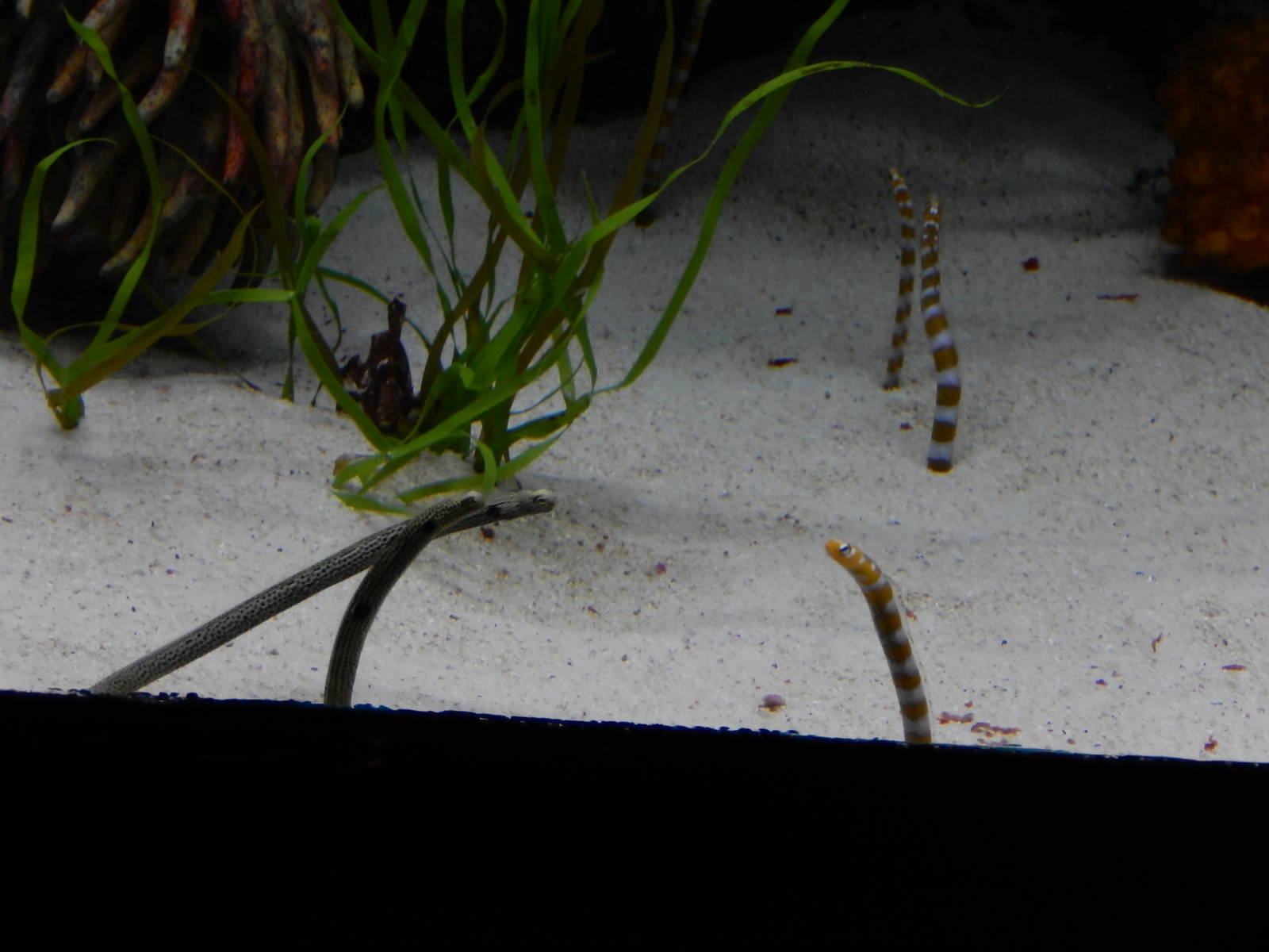 9/6/2015 - Species Help Please?