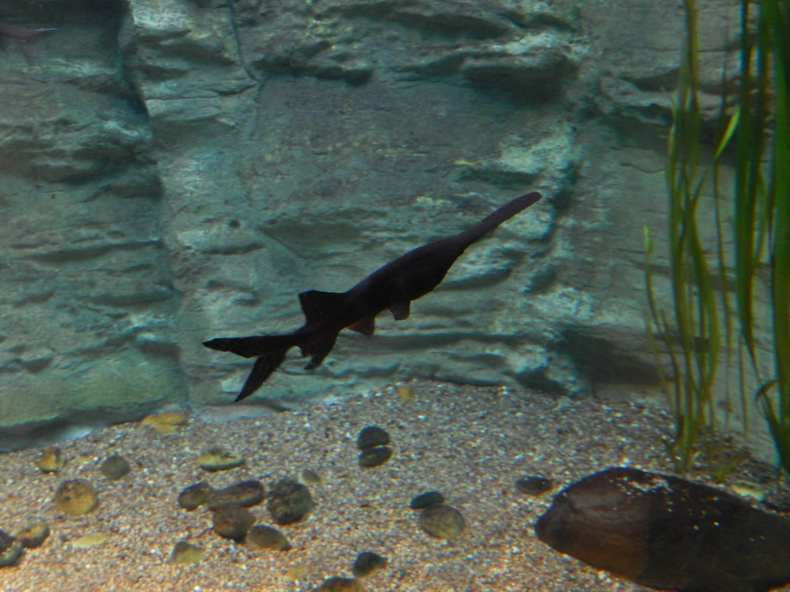 9/6/2015 - Species Help Please?